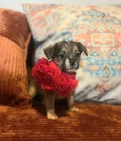 Rose (Small), a female Chihuahua and Yorkshire Terrier for sale in New York City, NY – Photo 1 of 3