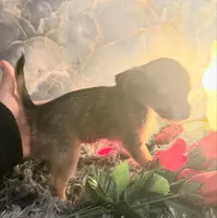 Rose (Small), a female Chihuahua and Yorkshire Terrier for sale in New York City, NY – Photo 3 of 3