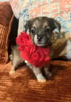 Rose (Small), a female Chihuahua and Yorkshire Terrier for sale in New York City, NY – Photo 2 of 3