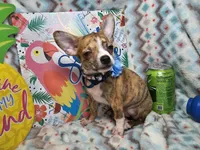 Emanuel (Brindle), a male Chihuahua for sale in New York City, NY – 1 of 6