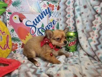 Expresso (LH), a male Chihuahua for sale in New York City, NY – 2 of 6