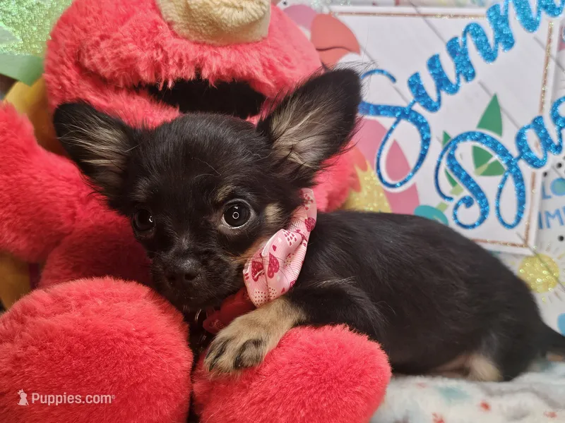 Faye (LH) T-cup [4 lbs] – Chihuahua puppy for sale in New York City, NY