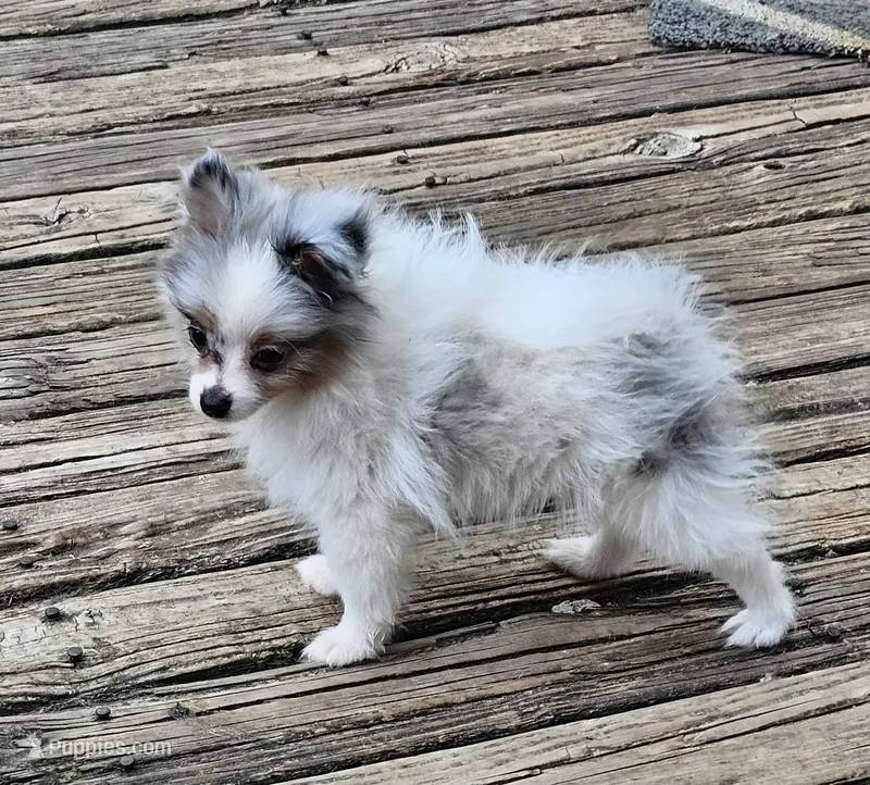 Izzy (Merle F) – Pomeranian puppy for sale in New York City, NY