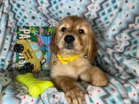 Gilly (Female), a female Golden Retriever for sale in New York City, NY – 2 of 4