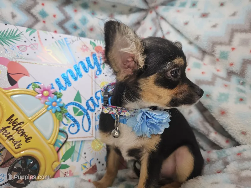 Fox (small) LH M Tri-color – Chihuahua puppy on hold in New York City, NY