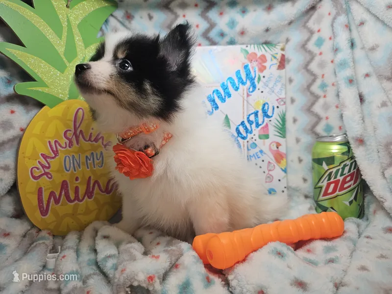 Button (Tri-color) – Pomeranian puppy for sale in New York City, NY