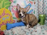 Emanuel (Brindle), a male Chihuahua for sale in New York City, NY – 6 of 6