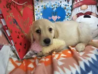 Gracie, a female Golden Retriever for sale in New York City, NY – Photo 2 of 3