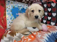 Gracie, a female Golden Retriever for sale in New York City, NY – Photo 1 of 3