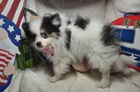 Iris (small) (Tri-color), a female Pomeranian for sale in New York City, NY – 4 of 10