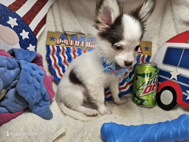 J. J.  (Hold)[ Tuxedo LH ] – Chihuahua puppy on hold in New York City, NY