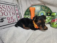 Sophie [chocolate & red], a female Yorkshire Terrier for sale in New York City, NY – 4 of 4