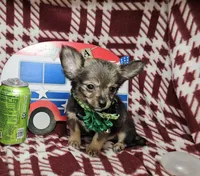 Gopher (LH), a male Chihuahua for sale in New York City, NY – 2 of 6