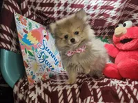 Tawny (Small 4½ lbs), a female Pomeranian for sale in New York City, NY – 3 of 6