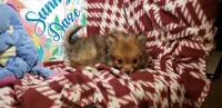 Leo , a male Pomeranian for sale in New York City, NY – 5 of 5