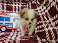 Frieda (small 4.5lbs), a female Pomeranian for sale in New York City, NY – 2 of 5