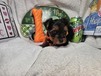 Sophie [chocolate & red], a female Yorkshire Terrier for sale in New York City, NY – 2 of 4
