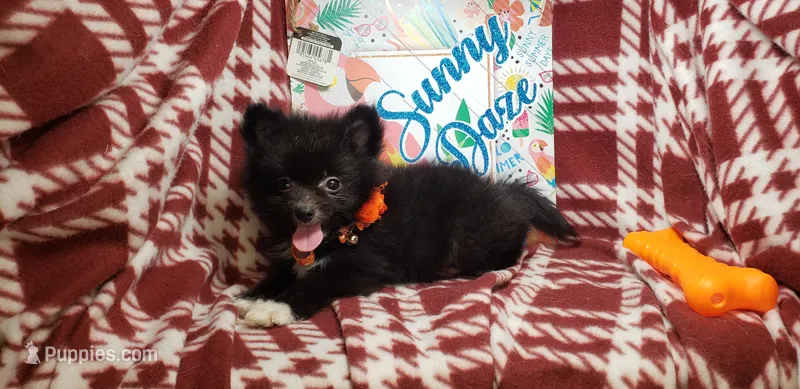 Lex – Pomeranian puppy for sale in New York City, NY