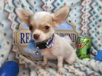 Caruso (LH) (5 lbs), a male Chihuahua for sale in New York City, NY – 3 of 5