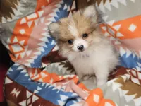 Theo (Party) Small, a male Pomeranian for sale in New York City, NY – Photo 2 of 6