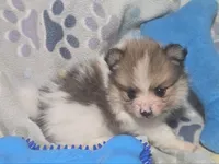 Theo (Party) Small, a male Pomeranian for sale in New York City, NY – Photo 6 of 6