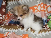 Theo (Party) Small, a male Pomeranian for sale in New York City, NY – Photo 4 of 6