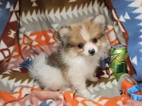 Theo (Party) Small, a male Pomeranian for sale in New York City, NY – Photo 1 of 6