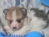 Theo (Party) Small, a male Pomeranian for sale in New York City, NY – Photo 5 of 6