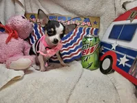 Pixy (T-Cup tri-color), a female Chihuahua for sale in New York City, NY – 4 of 5