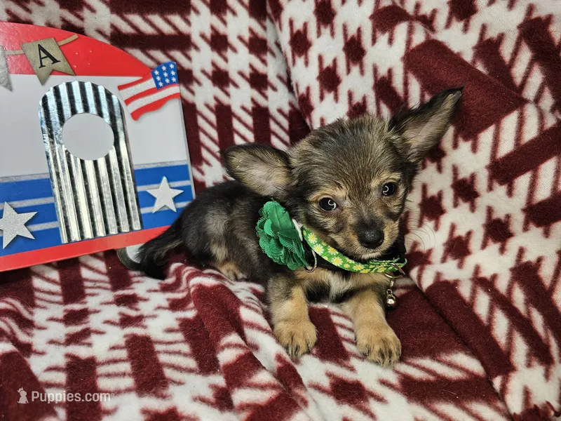 Gopher (LH) – Chihuahua puppy for sale in New York City, NY