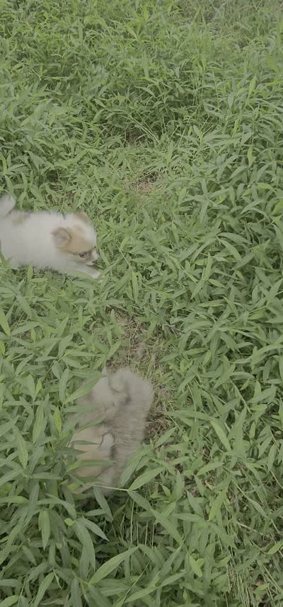 Tori (F small 5 lbs ), a female Pomeranian for sale in New York City, NY – 4 of 4