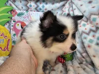 Banjo (Tri-color), a male Pomeranian for sale in New York City, NY – 4 of 6