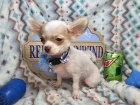 Caruso (LH) (5 lbs), a male Chihuahua for sale in New York City, NY – 5 of 5