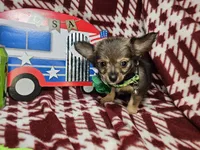 Gopher (LH), a male Chihuahua for sale in New York City, NY – 4 of 6