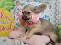 Fawn  LH (Toy 4.5 lbs), a female Chihuahua for sale in New York City, NY – 6 of 8