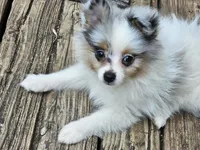 Izzy (Merle F), a female Pomeranian for sale in New York City, NY – 2 of 5