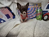Poncho  (LH t-cup), a male Chihuahua for sale in New York City, NY – 3 of 6