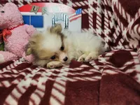 Frieda (small 4.5lbs), a female Pomeranian for sale in New York City, NY – 4 of 5