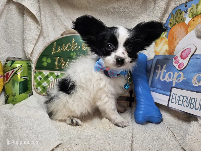 Viking (White & Black) – Papillon puppy for sale in New York City, NY