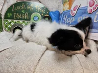 Viking (White & Black), a male Papillon for sale in New York City, NY – Photo 2 of 4