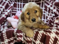 Buffy (F), a female Golden Retriever for sale in New York City, NY – 4 of 5