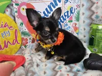 Elroy (LH) T-cup, a male Chihuahua for sale in New York City, NY – 4 of 7