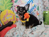Elroy (LH) T-cup, a male Chihuahua for sale in New York City, NY – 3 of 7