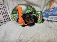 Sally (Choc & Red), a female Yorkshire Terrier for sale in New York City, NY – 4 of 5