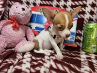 Odessa (small 4 lb), a female Chihuahua for sale in New York City, NY – 2 of 4