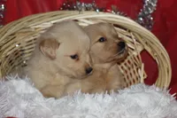 Daisy , a female English Cream Golden Retriever for sale in Shippenville, PA – 3 of 3