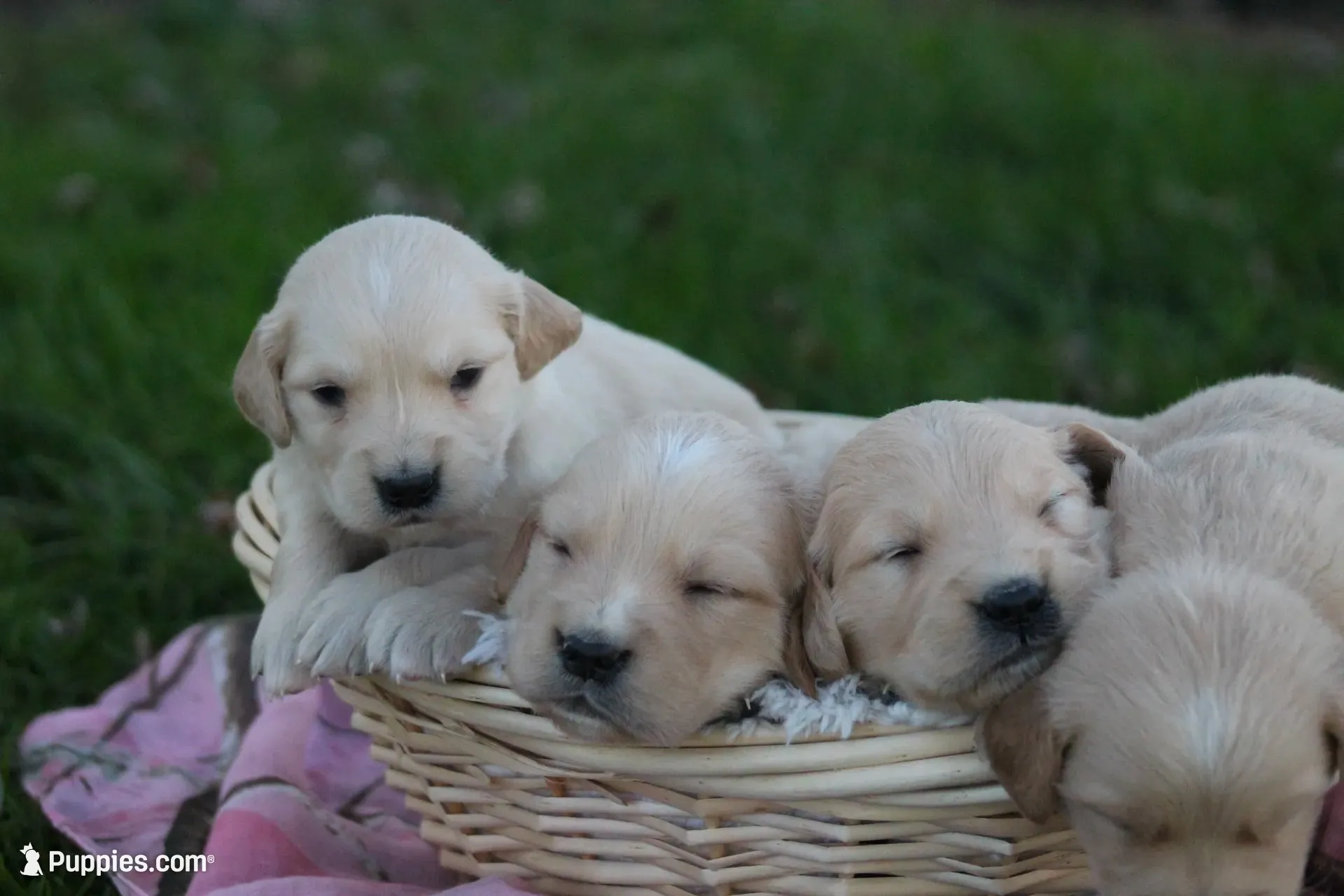 Shyanne , a female English Cream Golden Retriever for sale in Shippenville, PA – 3 of 6