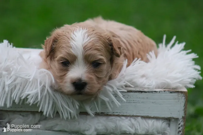Colton  – Maltipoo puppy for sale in Shippenville, PA