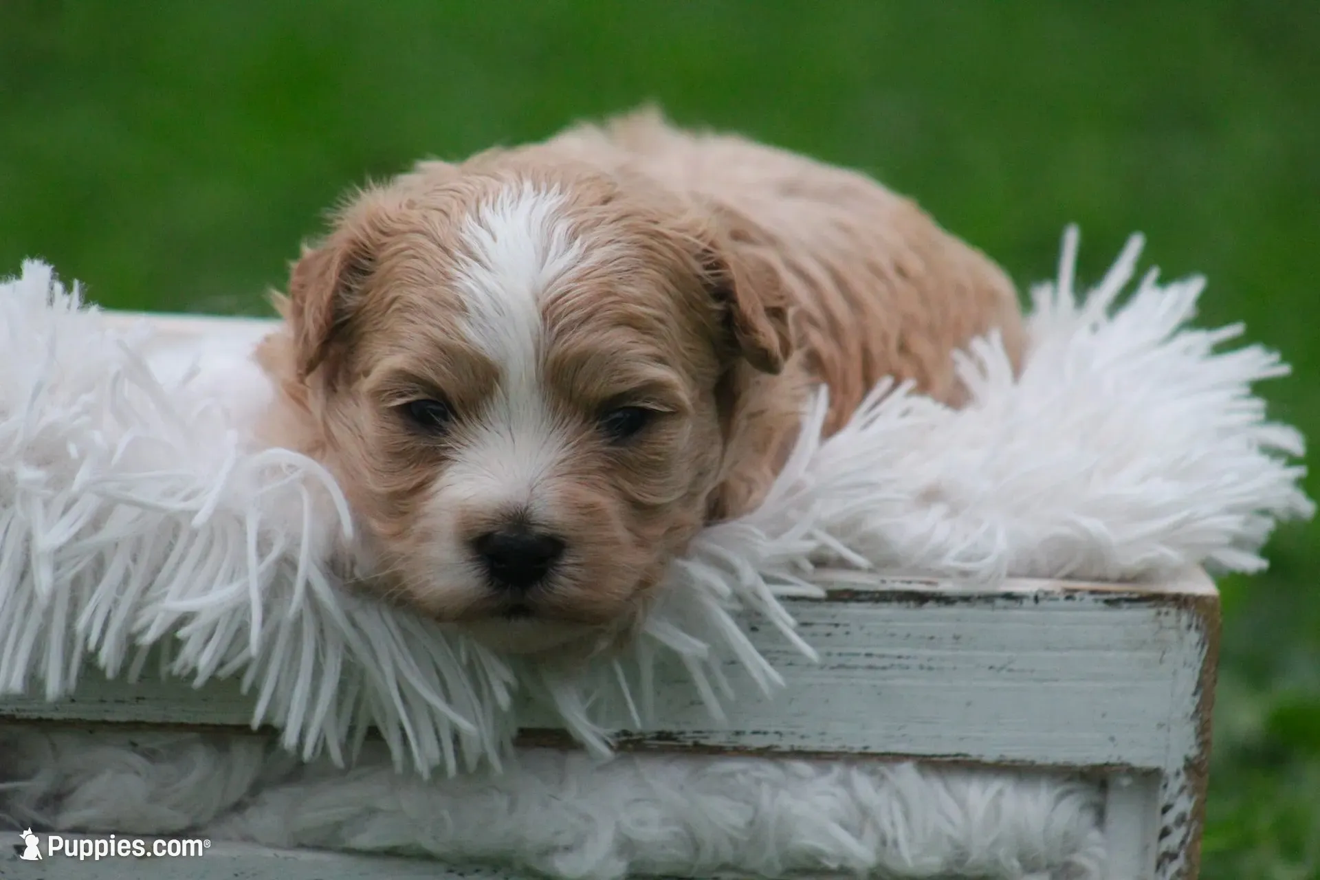 Colton , a male Maltipoo for sale in Shippenville, PA – 1 of 2