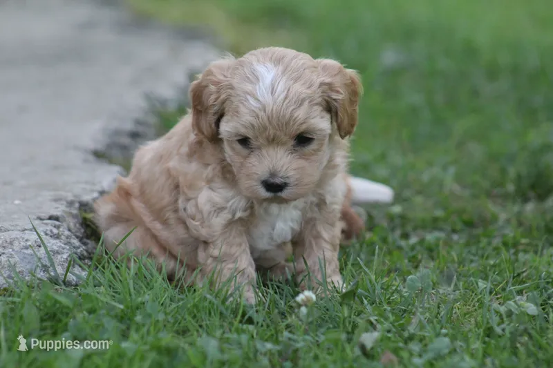 Colton  – Maltipoo puppy for sale in Shippenville, PA